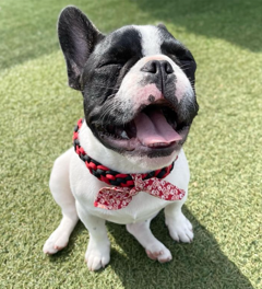 まるくんのあくび写真